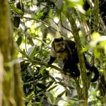 Em SP, povos e comunidades lançam aliança em Defesa da Mata Atlântica