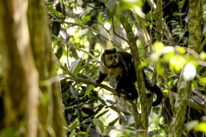 Em SP, povos e comunidades lançam aliança em Defesa da Mata Atlântica