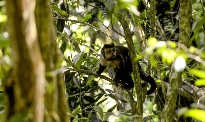 Em SP, povos e comunidades lançam aliança em Defesa da Mata Atlântica