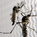 Estado de SP confirma mais duas mortes por febre amarela