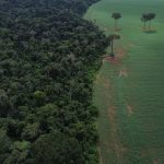 ONU realiza Fórum sobre Florestas em Nova Iorque