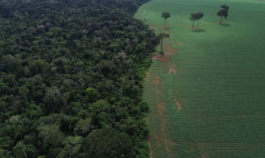 ONU realiza Fórum sobre Florestas em Nova Iorque