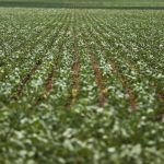 Pesquisadores desenvolvem fertilizantes menos prejudiciais ao ambiente