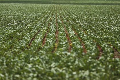 Pesquisadores desenvolvem fertilizantes menos prejudiciais ao ambiente