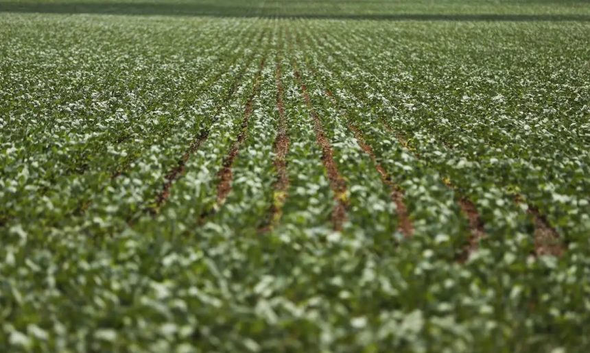 Pesquisadores desenvolvem fertilizantes menos prejudiciais ao ambiente