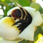 Viva Maria alerta para perda do habitat das abelhas em Belterra (PA)