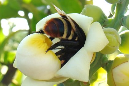 Viva Maria alerta para perda do habitat das abelhas em Belterra (PA)