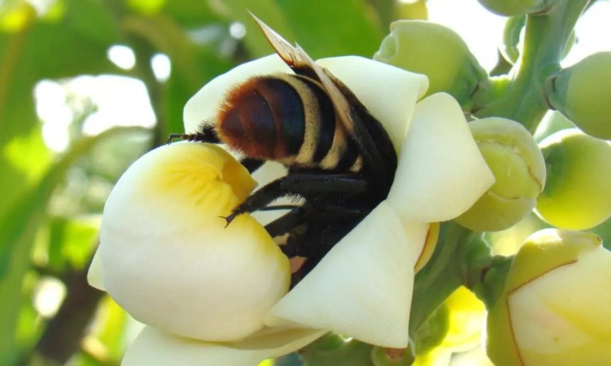 Viva Maria alerta para perda do habitat das abelhas em Belterra (PA)
