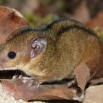 Pesquisadores descobrem nova espécie de marsupial exclusiva do RJ
