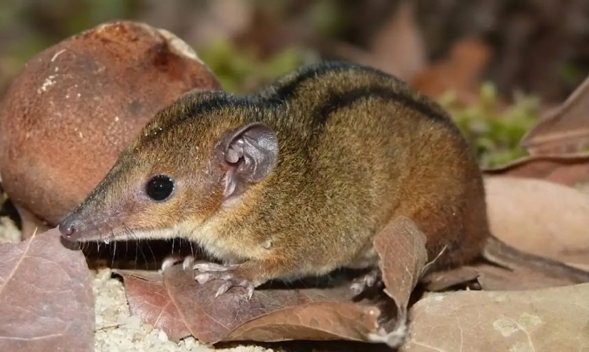 Pesquisadores descobrem nova espécie de marsupial exclusiva do RJ