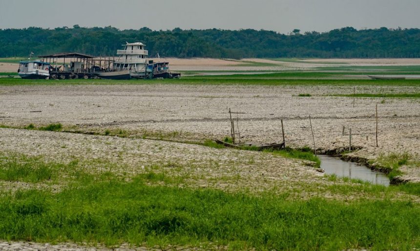 Amazônia apresenta sinais de adaptação às mudanças climáticas