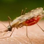 Cientistas da Fiocruz podem produzir vacina completa contra a malária