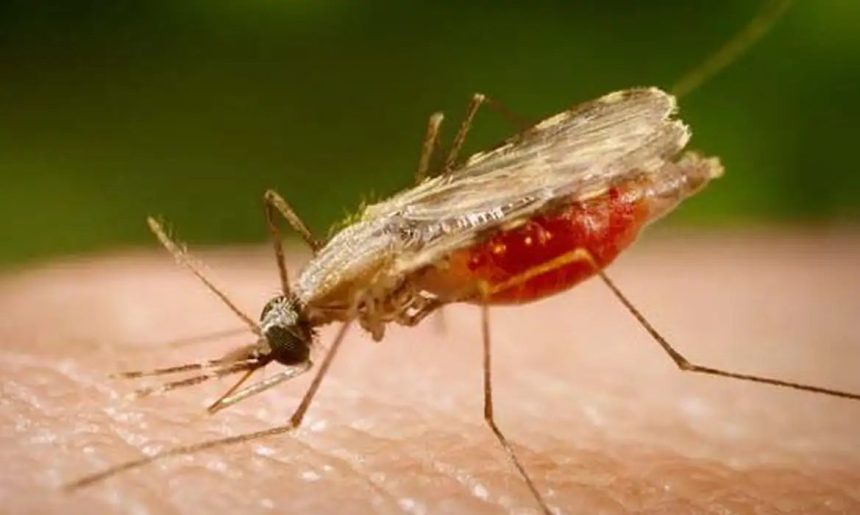 Cientistas da Fiocruz podem produzir vacina completa contra a malária