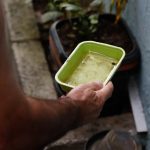 El Niño pode aumentar casos de chikungunya e dengue no Brasil