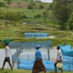 Estudo alerta para avanço de bactéria em criações de peixes