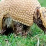 Mascote da Copa, tatu-bola continua ameaçado e terá plano de proteção