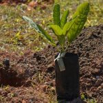 Sesi Lab inaugura espaço que abriga sistema agroecológico educativo