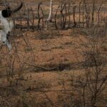 COP 17 sobre desertificação inicia na Mongólia