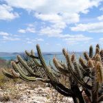 Consórcio Nordeste negocia recursos na COP17 da ONU