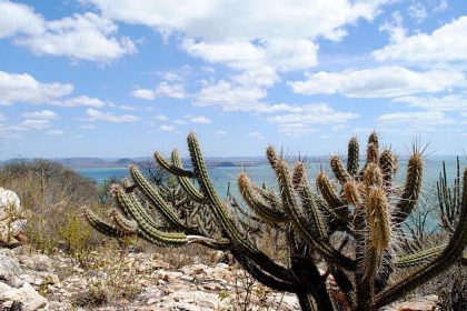 Consórcio Nordeste negocia recursos na COP17 da ONU