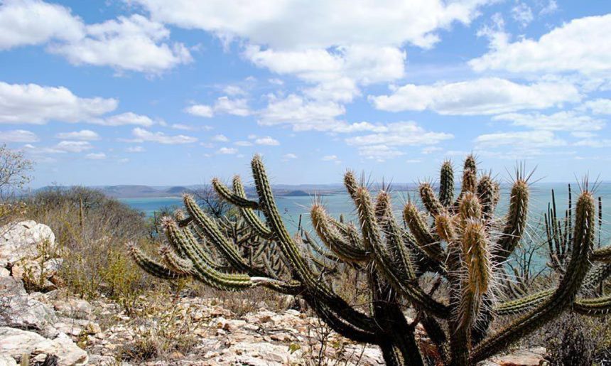Consórcio Nordeste negocia recursos na COP17 da ONU