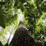 Falta de água pode prejudicar mais as plantas do que o calor