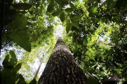 Falta de água pode prejudicar mais as plantas do que o calor