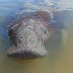 Medidas emergenciais vão proteger peixe-boi símbolo da biodiversidade