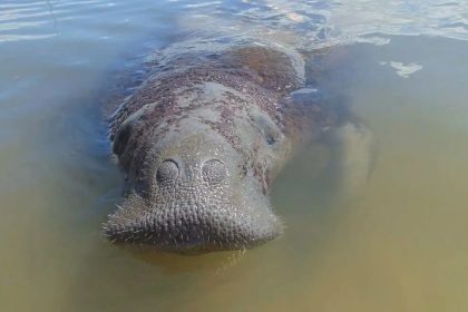 Medidas emergenciais vão proteger peixe-boi símbolo da biodiversidade
