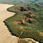 ONU reconhece iniciativa de restauração do Cerrado como referência