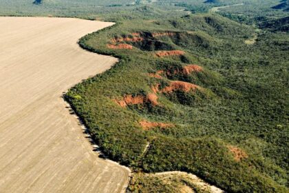ONU reconhece iniciativa de restauração do Cerrado como referência