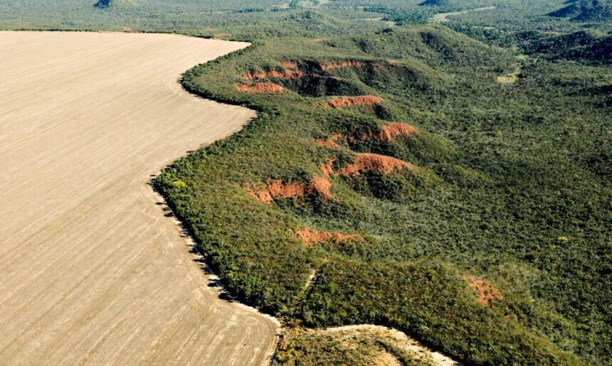 ONU reconhece iniciativa de restauração do Cerrado como referência