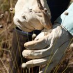 Plantas consideradas extintas são reencontradas em Minas Gerais