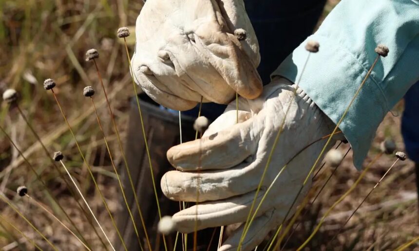 Plantas consideradas extintas são reencontradas em Minas Gerais