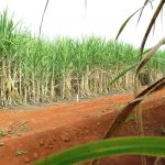 Resíduos agrícolas podem ser usados na produção de hidrogênio verde
