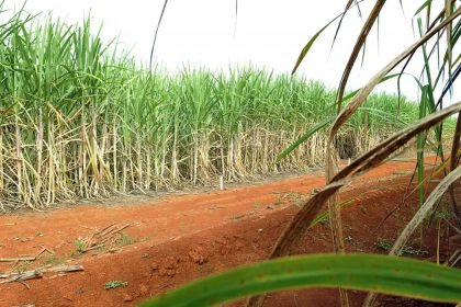 Resíduos agrícolas podem ser usados na produção de hidrogênio verde