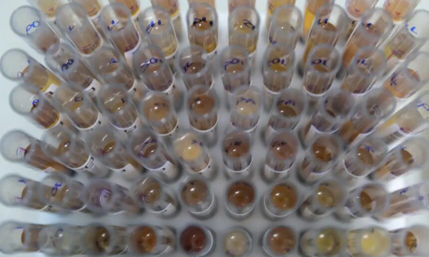 Uso de medicamento oferecido no SUS reduz casos de malária no Brasil