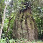 Amazonas ganha quatro novas reservas de desenvolvimento sustentável