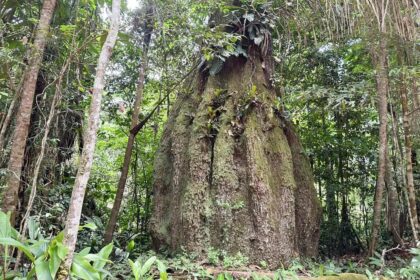 Amazonas ganha quatro novas reservas de desenvolvimento sustentável