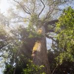 El Niño intensifica calor e reduz chuva em área preservada na Amazônia