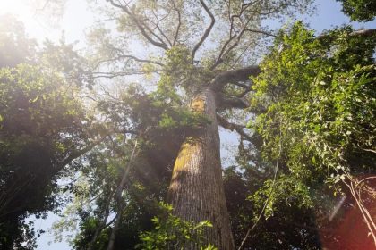 El Niño intensifica calor e reduz chuva em área preservada na Amazônia