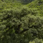 Um quarto da Mata Atlântica é de vegetação secundária, diz MapBiomas