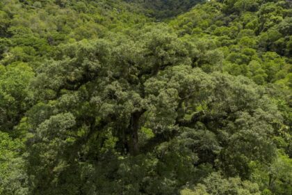 Um quarto da Mata Atlântica é de vegetação secundária, diz MapBiomas