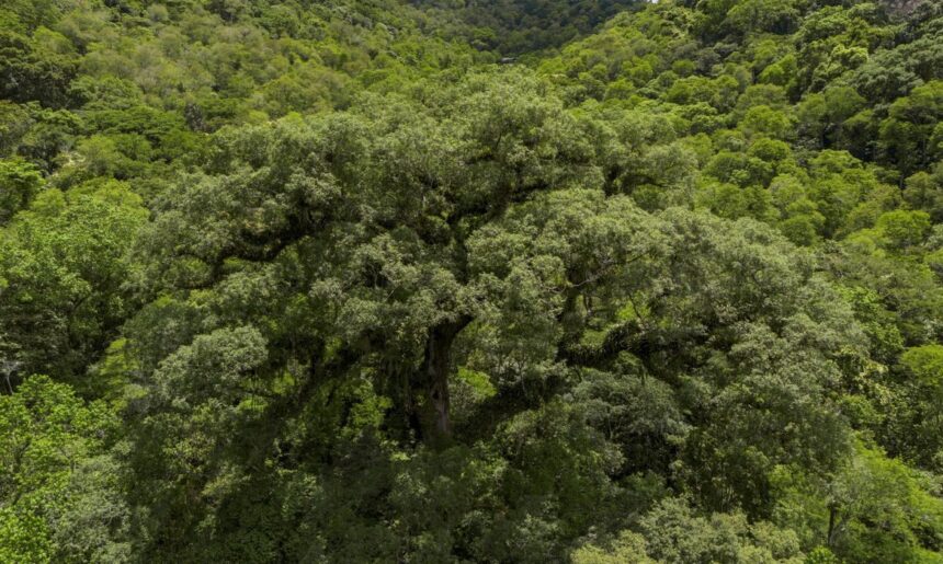 Um quarto da Mata Atlântica é de vegetação secundária, diz MapBiomas
