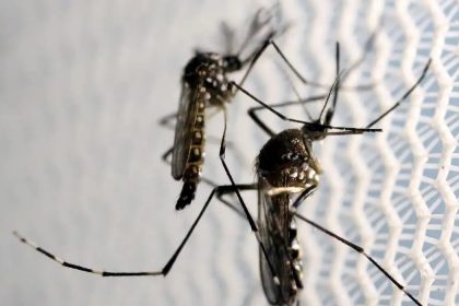 Aedes aegypti: quase metade dos municípios está em alerta ou risco