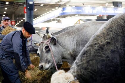 França registra 1º caso humano do vírus Shamonda que afeta animais